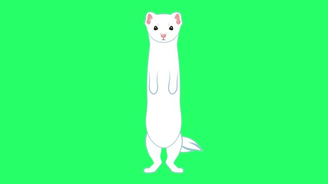 Dancing weasel with green screen on background. Dancing white ferret 4k video. 