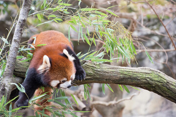 レッサーパンダ
