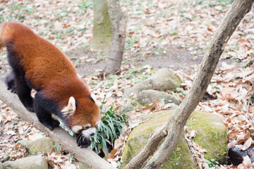 レッサーパンダ