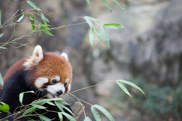 レッサーパンダ