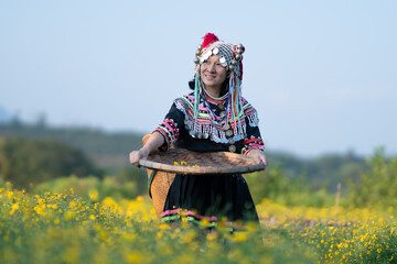 Hill tribe Asian woman in traditional clothes collecting Chrysanthemum with basket in tea...