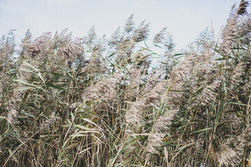 Tall Grass background