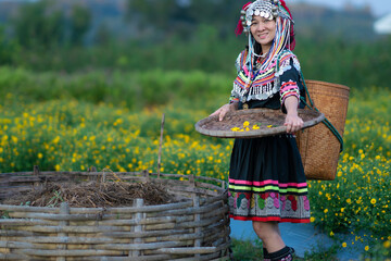Hill tribe Asian woman in traditional clothes collecting Chrysanthemum with basket in tea plantations terrace, Chiang mai, Thailand collect Chrysanthemum - obrazy, fototapety, plakaty