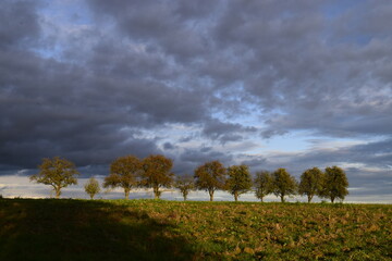 Line of trees in the fields with clouds