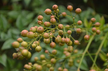 Plant with Berries