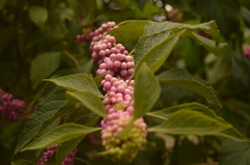 Pink Berries