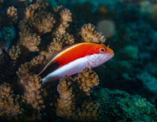 Hawkfish
