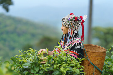 Hill tribe Asian woman in traditional clothes collecting tea leaves with basket in tea plantations...
