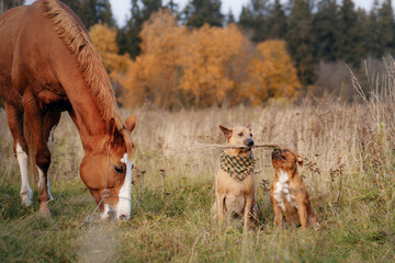 Thai Ridgeback and Staffordshire Bull Terrier and horse in the field. Autumn mood. Pets in nature...