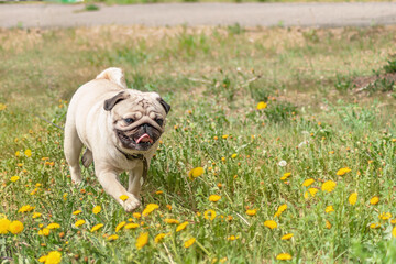 happy joyful beige pug walking, selective focus