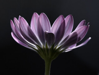 Close up image of a purple flower with its petals backlit against a dark background.