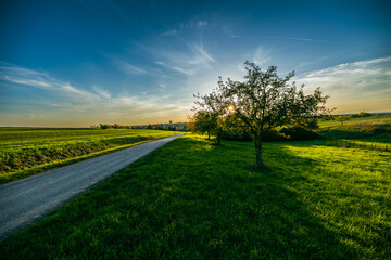 The sun shining through a tree on a green meadow, a panoramic rural landscape with blue sky before sunset