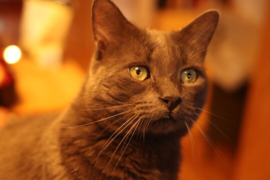 Gray Cat With Green Wide Open Eyes 