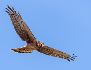 A Northern Harrier searches for prey