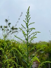 grass and blue sky
