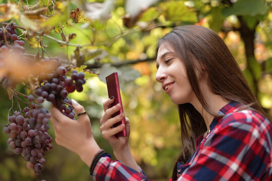 Cute girl taking a photo of a nice fruitful bunch of grapes on a vine in her garden