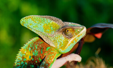 chameleon with blur background, predator