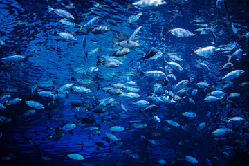 Fototapeta na wymiar fish at aquarium, under water, animals