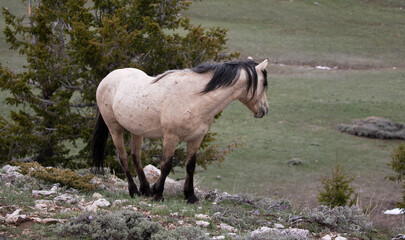 Dun Buckskin wild horse stallion standing on ridge in the central Rocky mountains in the western...