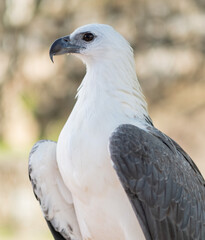 closeup eagle with blur background