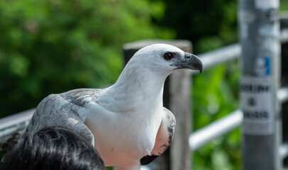 closeup eagle with blur background