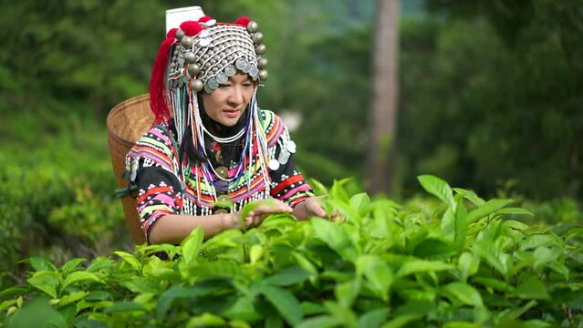 Hill tribe Asian woman in traditional clothes collecting tea leaves with basket in tea plantations terrace, Chiang mai, Thailand collect tea leaves
