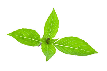 Sweet Basil isolated on transparent png
