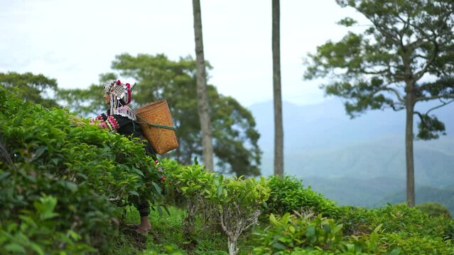 Hill tribe Asian woman in traditional clothes collecting tea leaves with basket in tea plantations terrace, Chiang mai, Thailand collect tea leaves