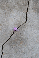 Young flower growing through cracked wall