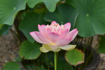 Fototapeta premium pink lotus flower