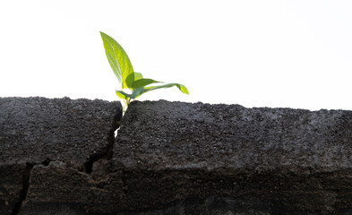 Young plant growing through cracked wall