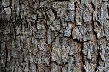 Background of tree bark texture