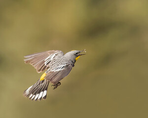 A Yellow-rumped Warbler snatches an insect from mid-air