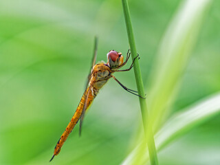 ススキの茎で休むアカネトンボ 