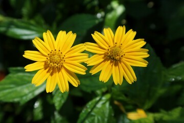 Yellow Sphagneticola flowers in Florida nature, closeup