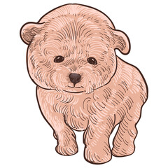Vintage hand drawn sketch  colored grooming dog