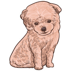 Vintage hand drawn sketch  colored grooming dog