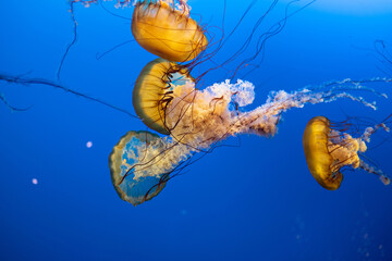 Jellyfish © Cyndi