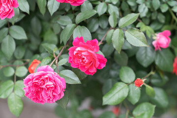 Red rose flower blooming in spring