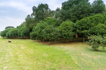 Empty street at the nice and comfortable great garden under lovely blue sky