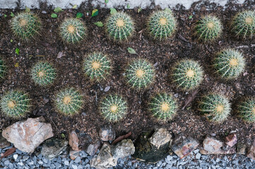 Obraz premium cactus is popular for ornamental plant in contemporary garden design, cactus trees garden outdoor