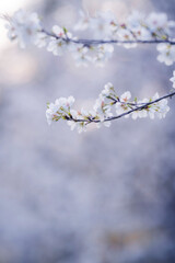 In spring, the cherry blossoms are in full bloom