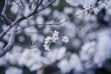 In spring, the cherry blossoms are in full bloom