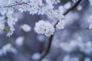 In spring, the cherry blossoms are in full bloom