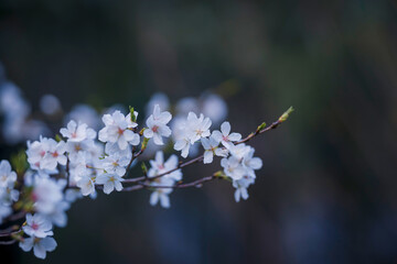 In spring, the cherry blossoms are in full bloom