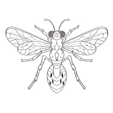 Coloring Book Insects vector hand drawn illustrations, drawing, engraving, ink, line art.