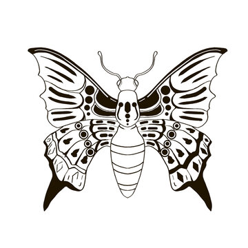 Coloring Book Insects Butterfly vector hand drawn illustrations, drawing, engraving, ink, line art.