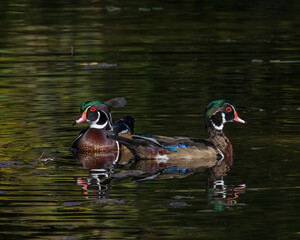 Wood Duck Drake
