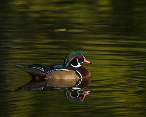 Wood Duck Drake