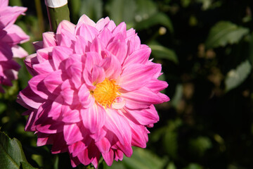 Obraz premium ダリア